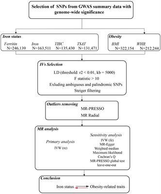 Iron status and obesity-related traits: A two-sample bidirectional Mendelian randomization study